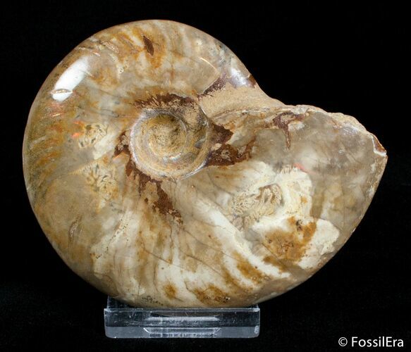Inch Polished Ammonite Fossil #2911